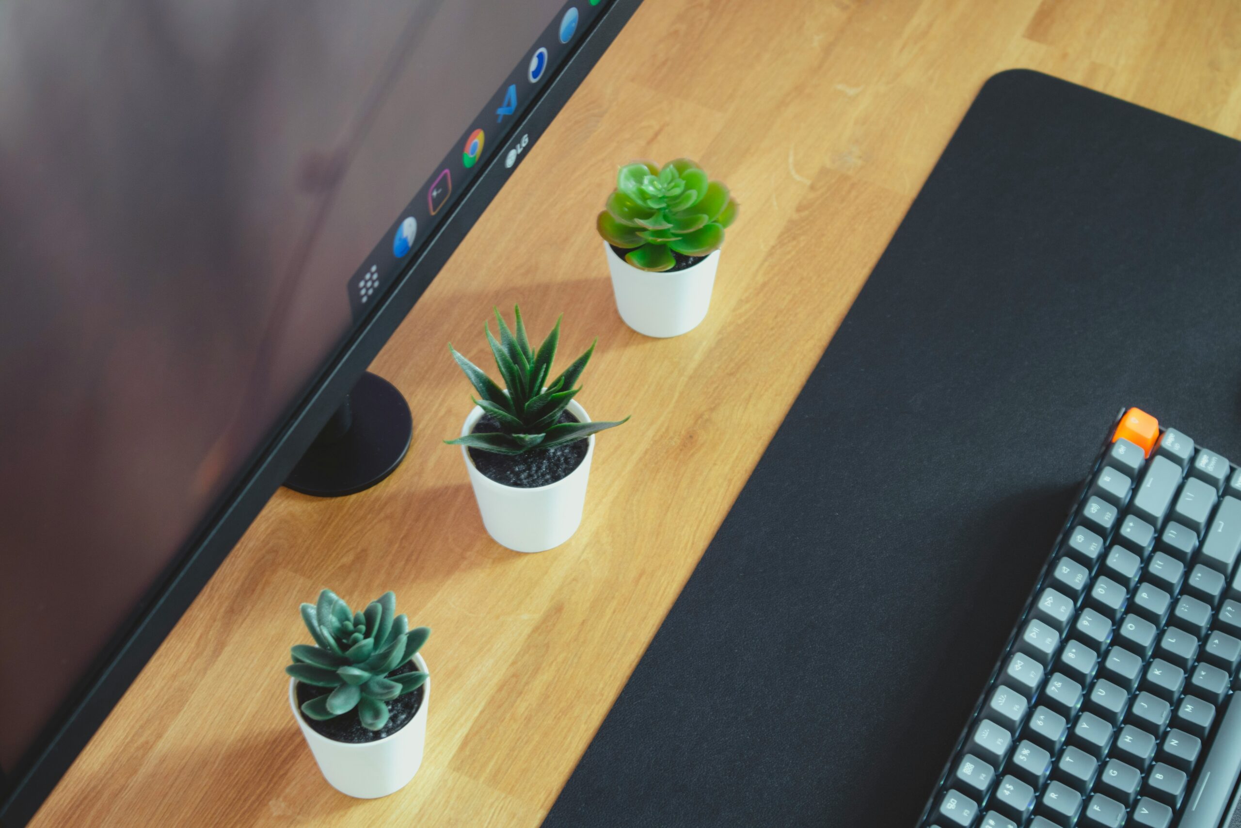 Green plant growing on a developer's wooden desk — growth and new beginnings
